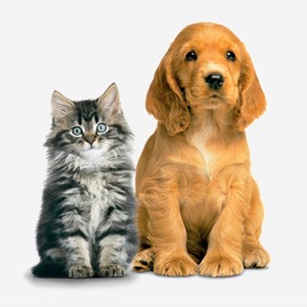 Pet Food
