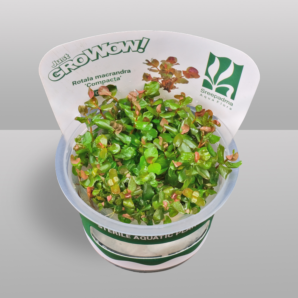 Rotala macrandra Compacta
