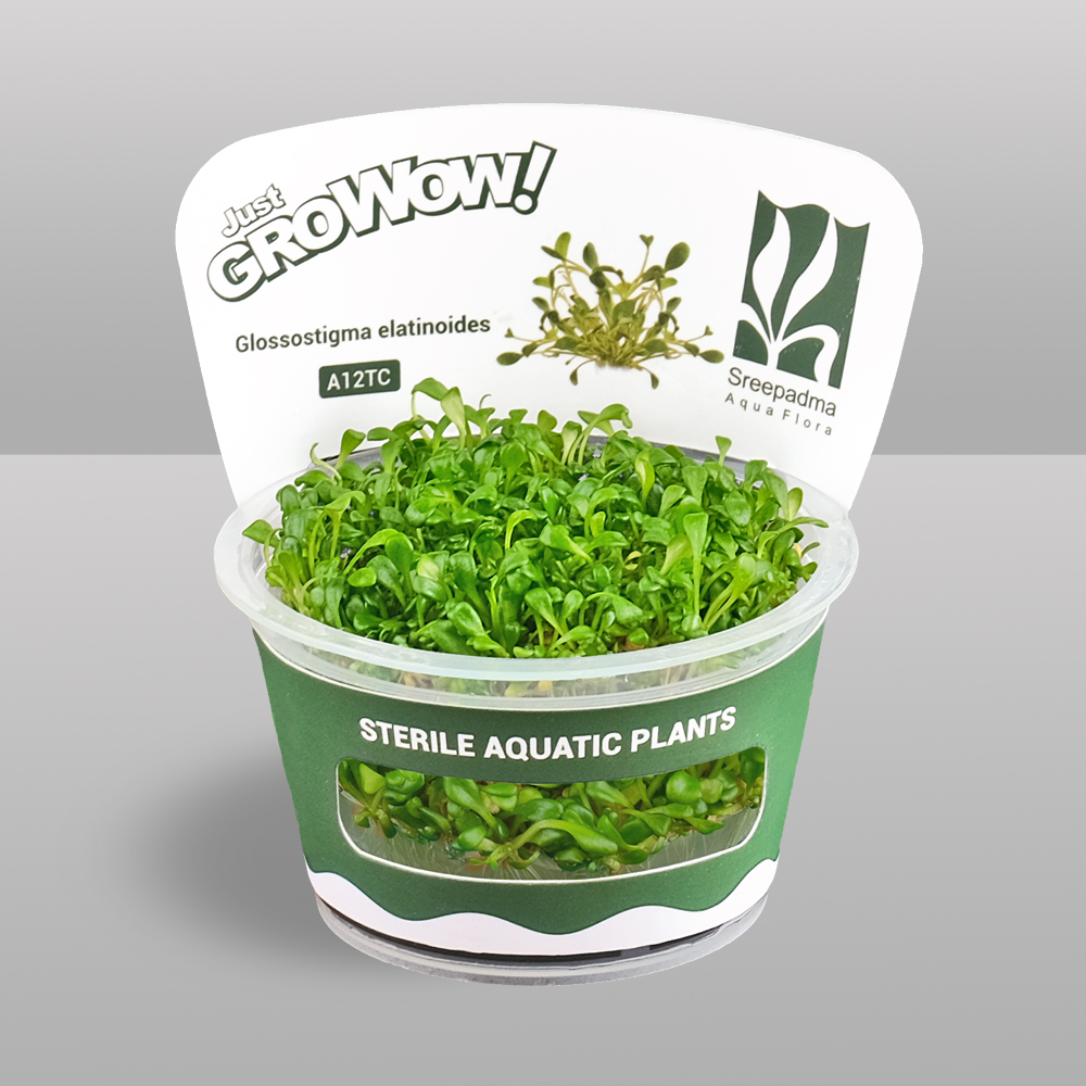 Glossostigma-elatinoides