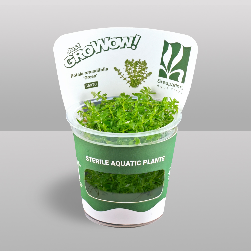 Rotala-rotundifolia-Green