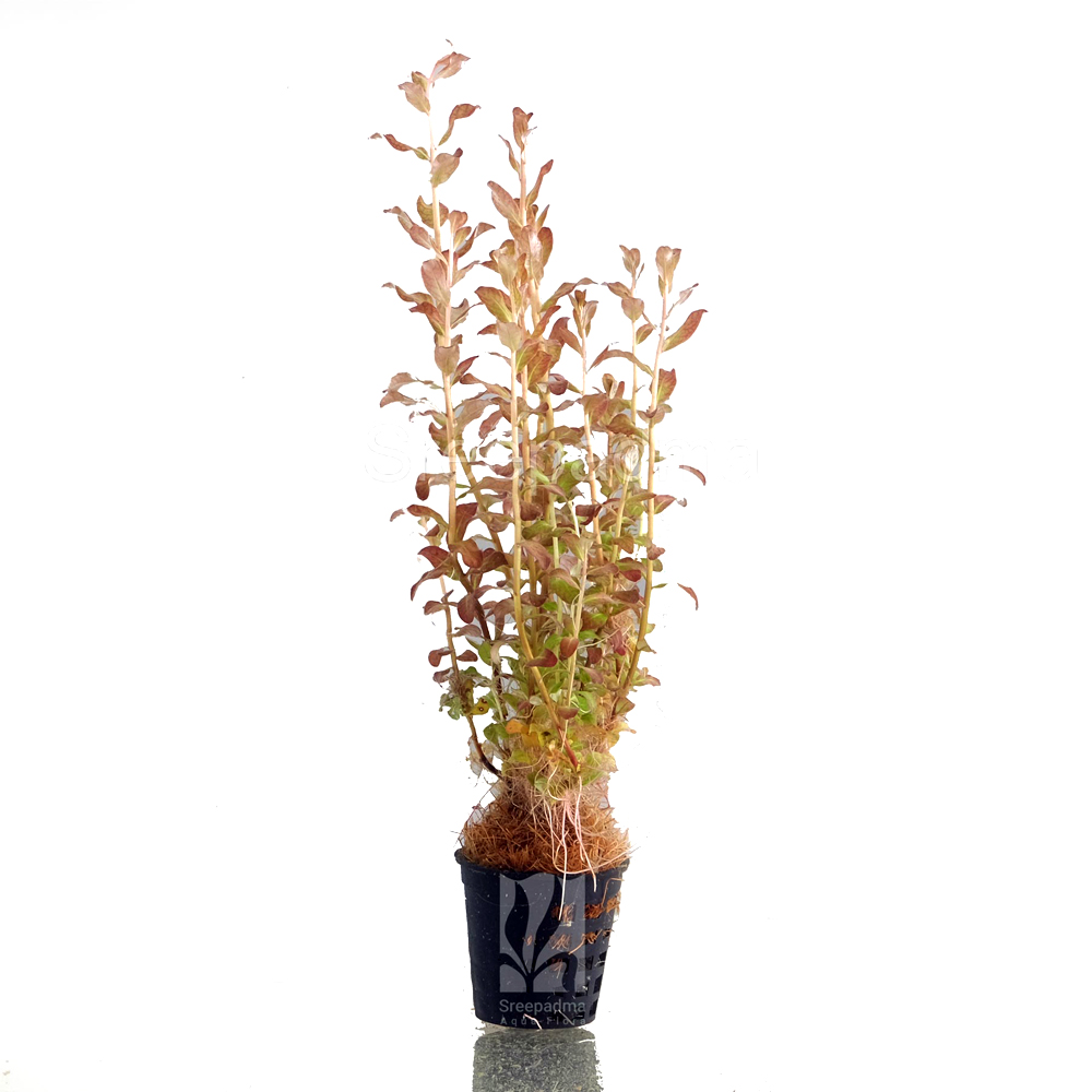 Ludwigia senegalensis