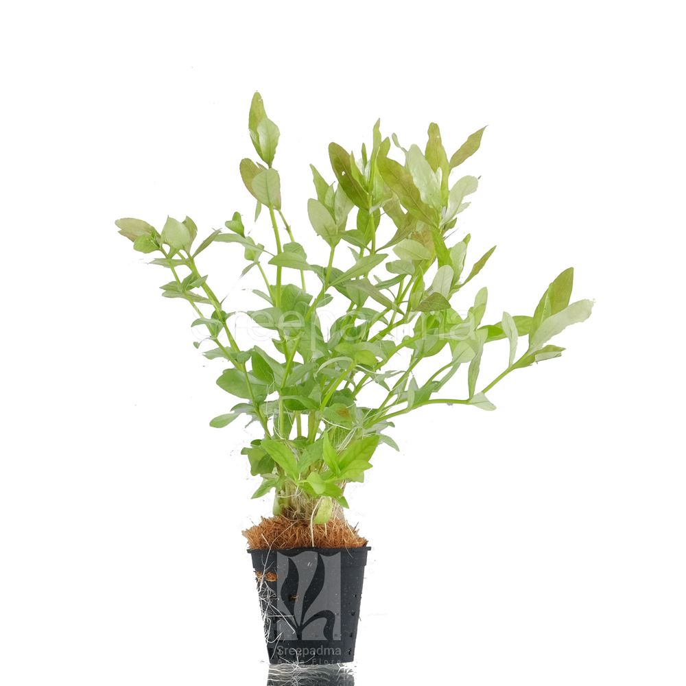 Hygrophila polysperma green