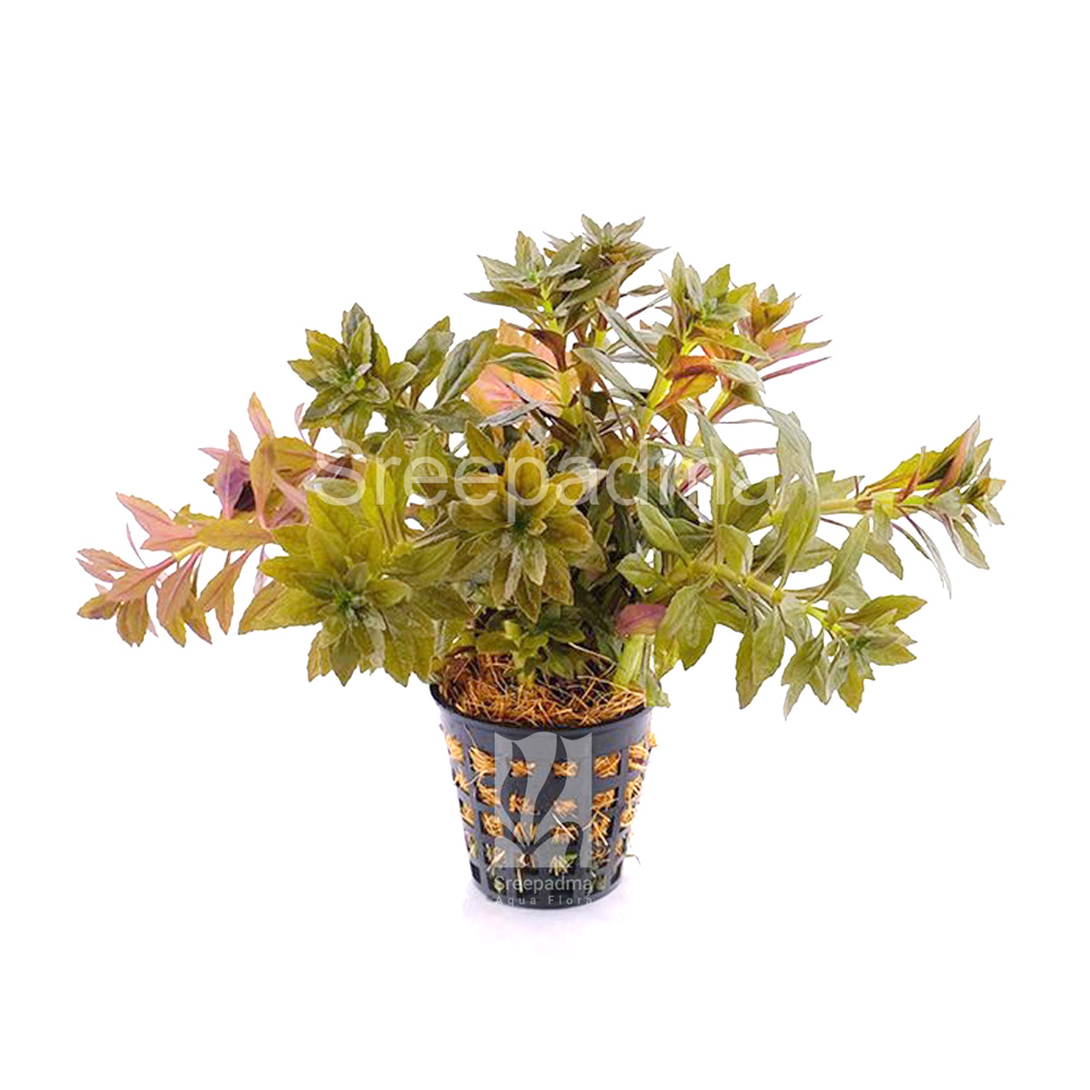 Limnophila aromatica mini